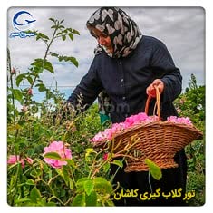 تور گلاب گیری قمصر کاشان